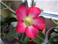 adenium